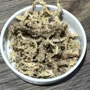 건조수태 난키우기 토피어리 난화분