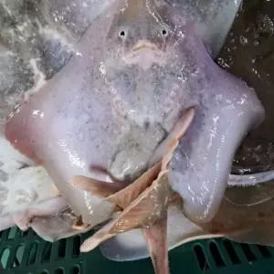 국내산 간재미 2kg