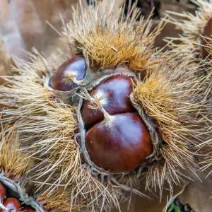 [할인상품] 대보밤 밤나무 묘목 - 1년생/접목묘