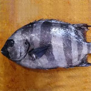 남해안 돌돔 횟감 손질 320g 줄돔 생선회 초밥 필렛 이시다이