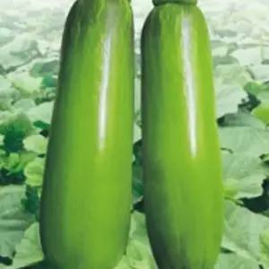 정원꾸미기 마디 애호박 품종 호박 씨 채소 열매 씨앗 종자 30립