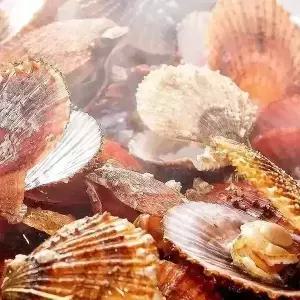 굴키우는남자 제철 통영 자연산 비단가리비1kg(28미내외)