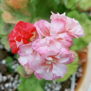 리플 드워프&미니어처 로즈버드 제라늄II 모종 유럽제라늄 모자익 레드 쁘띠 블랑쉬 꽃화분 야생화