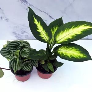 JB-모종 마리안느와 수박페페 (2개1세트) 공기정화최고