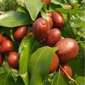 복조 보은왕대추 나무묘목 생대추 보은대추