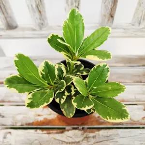 에덴플랜트 무늬 만리향 지름10cm포트 향기좋은꽃 오래피는꽃 야생화 돈나무 노지월동