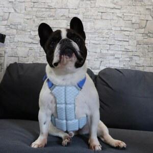 에어컨조끼 대책 열사병 쿨조끼 강아지 애견