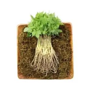 VDG 유황 새싹삼 대 30cm 내외 50뿌리 건강