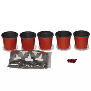 식물생장 관찰학습 강낭콩 키우기 재배 실험키트 5인 씨앗키우기 재배세트