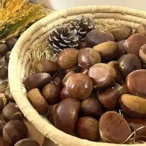 공주밤(중) 무칼집 1kg