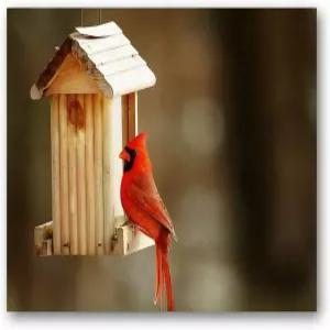 작은 세상 인사말 싱글 카디널 노트 카드 12장 - 흰색 봉투가 있는 빈 내부 A2 사이즈 5.5 x 4.25 모든