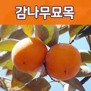 [태영]감나무 특묘 접목묘 /대봉.야오끼,둥시,차량,태추단감등