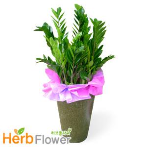 금전수 개업화분 당일꽃배달