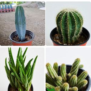 손가락 선인장 백단선인장