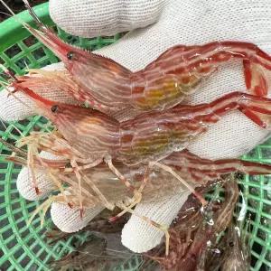 국산 동해안 제철 활 독도새우 도화새우 꽃새우 500g