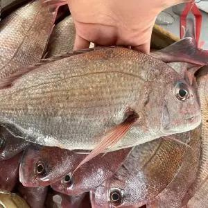 [장보리]국내산 참돔 도미 생물 2미