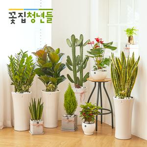 개업화분 전국꽃배달 개업식선물  집들이 축하화분 배달