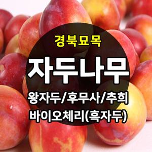 [경북묘목]자두나무묘목/후무사,왕자두,추희,흑자두등