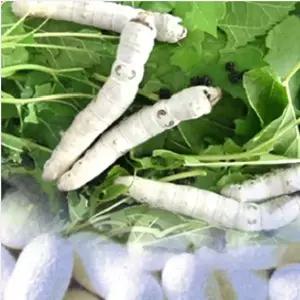 누에기르기세트/관찰일기장포함/매년5월중순JS-22729