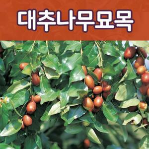 [태영]최상품 복조 왕대추 사과대추 상묘 접목묘