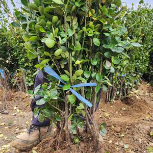 [경북묘목]사철나무5주묶음 판매중-80cm이상/조경수, 정원수