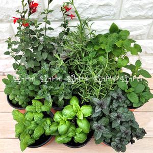 [장미농원]허브모음 애플 초코 스피아 민트 로즈마리 레몬밤 라벤더 고수 루꼴라 바질 /