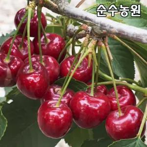 체리나무 묘목, 라핀(자가수정) 접목1년 뿌리묘 1개/유실수/과실수