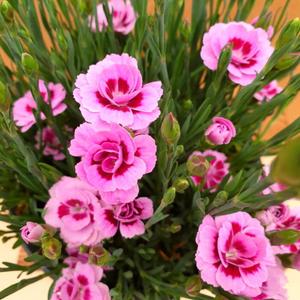 소나무길 향기나는 카네이션 핑크 키세스 중형 6001