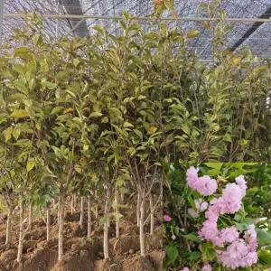 겹벚꽃나무 묘목 (개화주) R3전후 분묘 겹벚나무 관상수 겹꽃 정원수