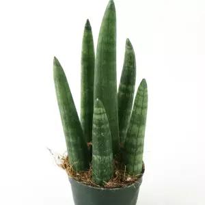 갑조네 스투키(굵은무늬형)