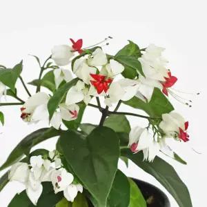 클레로 덴드론 덴드롱 소형 야생화 꽃모종 인테리어 관엽식물