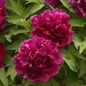 백원홍화겹꽃목단 3지겹목단나무 묘목 개화주모란 봄꽃 정원조경 나무 노지월동 (목하원예조경)