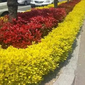 30cm전후 황금사철나무 포트 묘목 황금 사철나무 생울타리 경계수 정원조경상록수 노지월동 (목하원예조경)