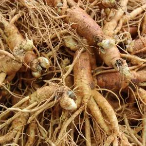 콩난발0호 (750g) 금산인삼아줌마 난발삼 산지직송