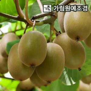 키위나무 묘목 2년생 그린 골드 도마리 키위 가림원예조경