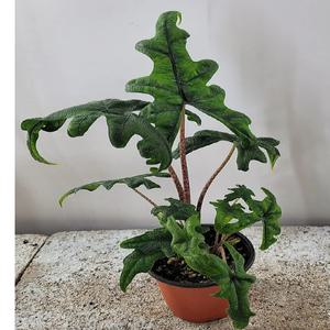 알로카시아 잭클린(새로입고)