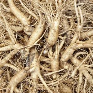 풍기인삼 수삼 난발삼 750g (20-25뿌리) 삼계탕용 인삼튀김용