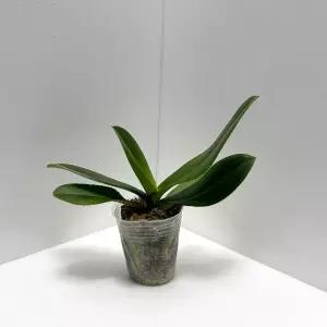 서양난 k9 흰색 꽃 호접란 개화주 모종 생화