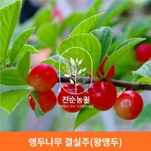 직접키운 앵두나무 결실주 왕앵두 묘목