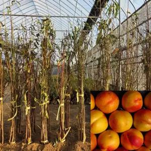 천도복숭아나무 묘목 옐로드림 (접목1년생) 특묘 복숭아묘목 과수