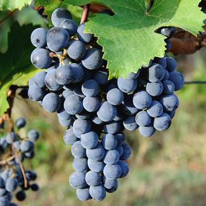 포도나무 묘목 삽목1년생 캠벨 MBA머루 거봉 블랙사파이어 샤인머스켓 충랑