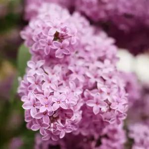 [충북농원] 미스김라일락 라일락나무 묘목 - 삽목묘/포트묘/분묘