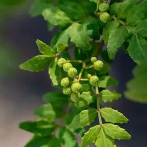 [충북농원] 민초피 초피나무 제피나무 묘목 - 접목묘