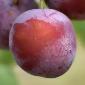 [충북농원] 홍료센 자두나무 묘목 - 1년생/접목묘