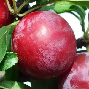 [충북농원] 알프스왕자 자두나무 묘목 - 1년생/접목묘