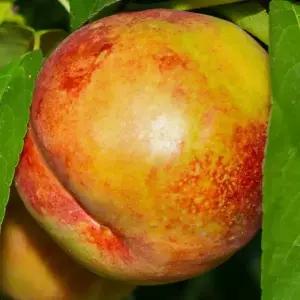 [충북농원] 설홍 (천도) 복숭아나무 묘목 - 1년생 접목묘