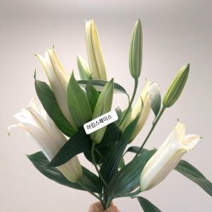아킴스페이스 백합꽃 생화 화이트 시베리아백합3대 꽃배달싼곳 