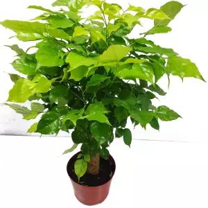 트리앤  녹보수(중) 대박나무 미세먼지제거식물 공기정화식