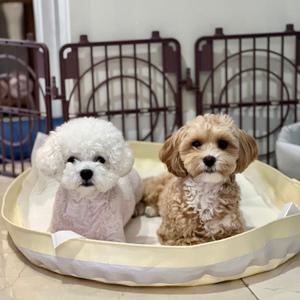 피피 강아지 배변매트 배변판 화장실 방수 배변패드판 모서리 샘방지 중소형 대형