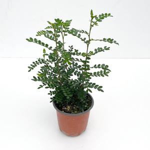 산초나무 소형 모종 화분 키우기 산초 나무 묘목 플랜테리어